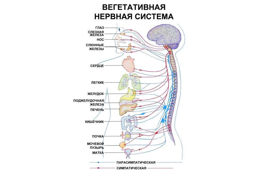 всд что это такое простым языком